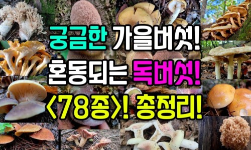 柴胡治什么病最快最好-权威柴胡症到底属于什么病平台,分享专业柴胡病是什么症状知识_柴胡病是什么症状网