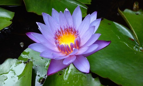 柴胡是管什么毛病柴胡-权威柴胡症到底属于什么病平台,分享专业柴胡病是什么症状知识_柴胡病是什么症状网